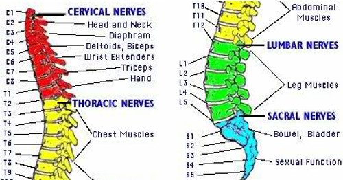 Meyella Decrement Spytte ud Can a Chiropractor Help Your Pinched Nerve?
